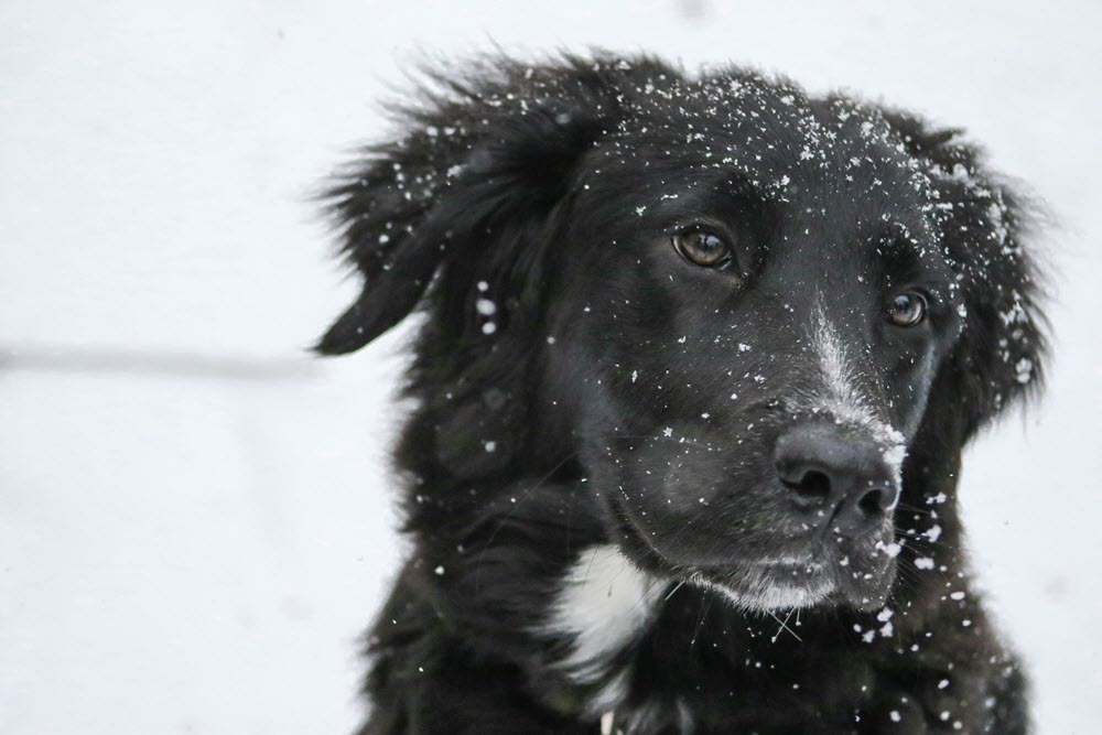 a happy black dog outside