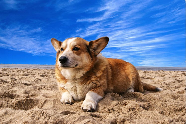 a dog sitting in the sand