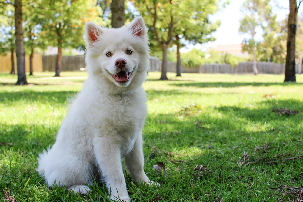 a white dog sitting in the grass