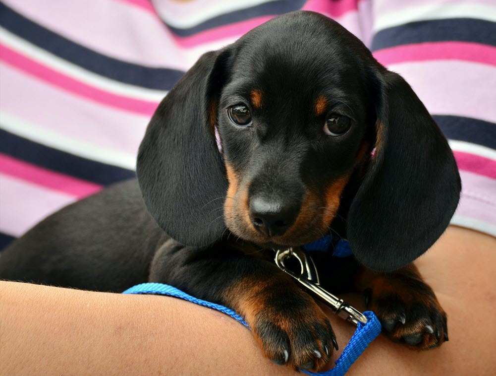 a small puppy being held by their owner