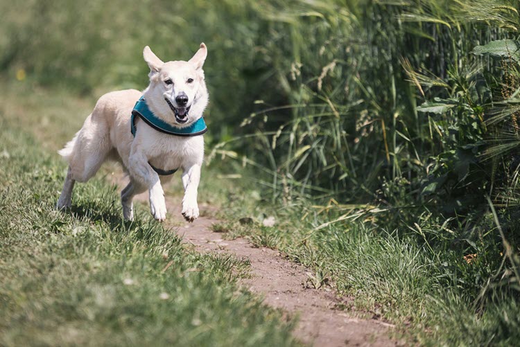 a white dog walking on  path