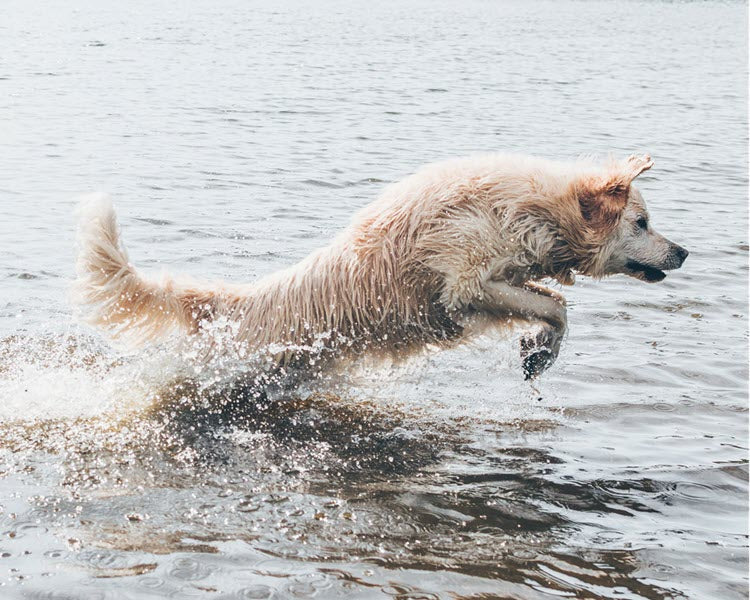 a dog jumping in the water