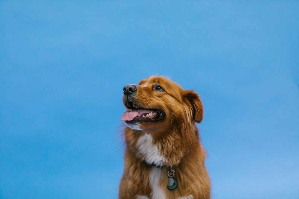 a brown dog on a blue background