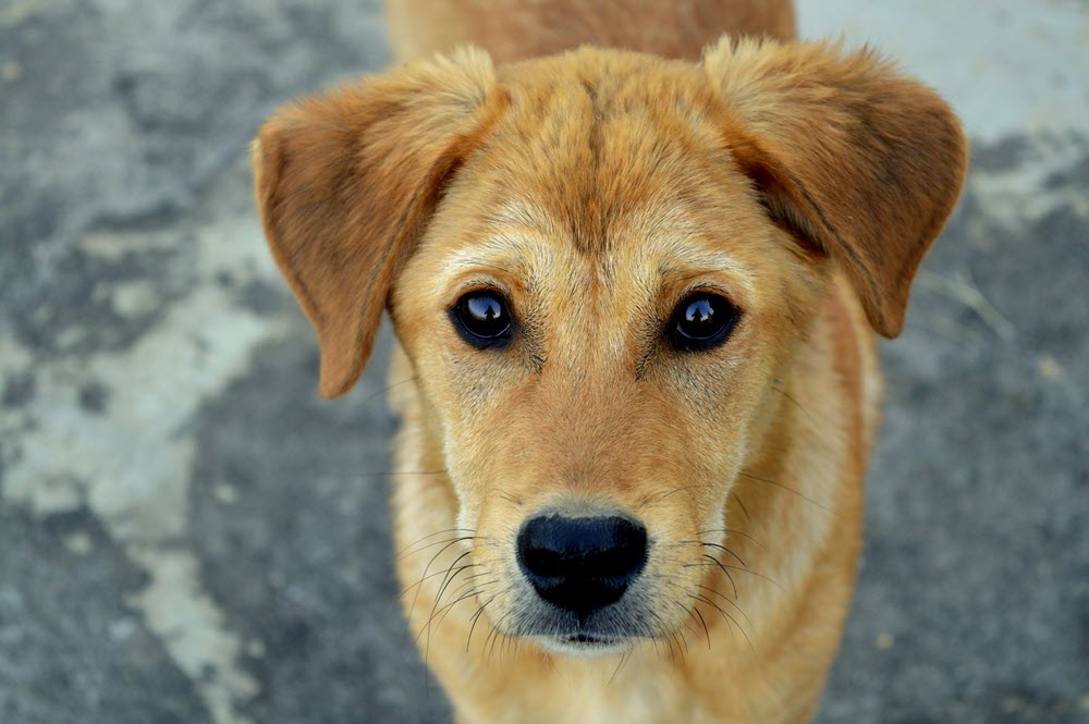 a happy dog