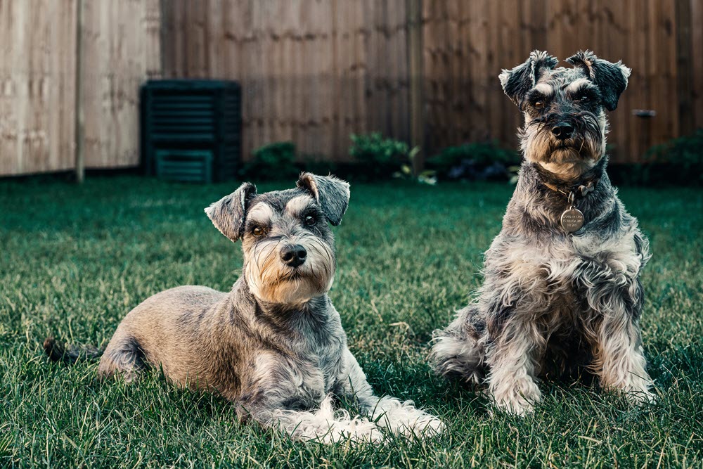 two happy dogs in the grass