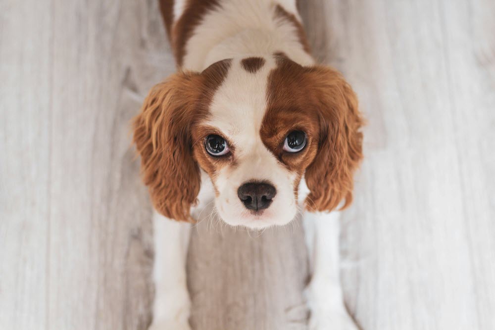 a brown and white dog looking at the camera