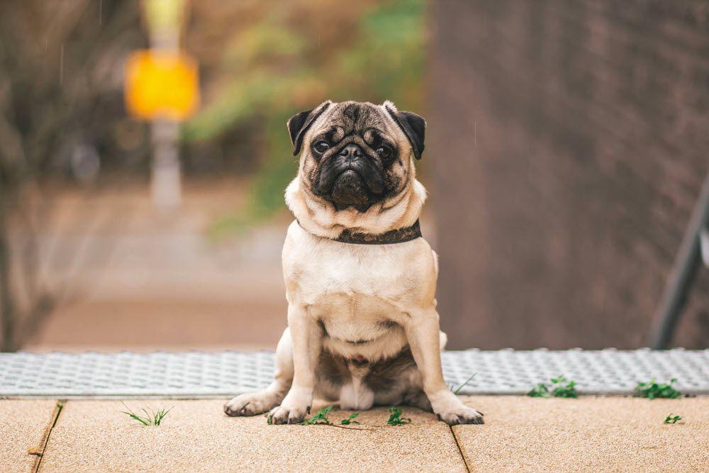 a dog sitting on the sidewalk