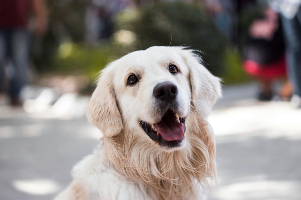 a golden retreiver