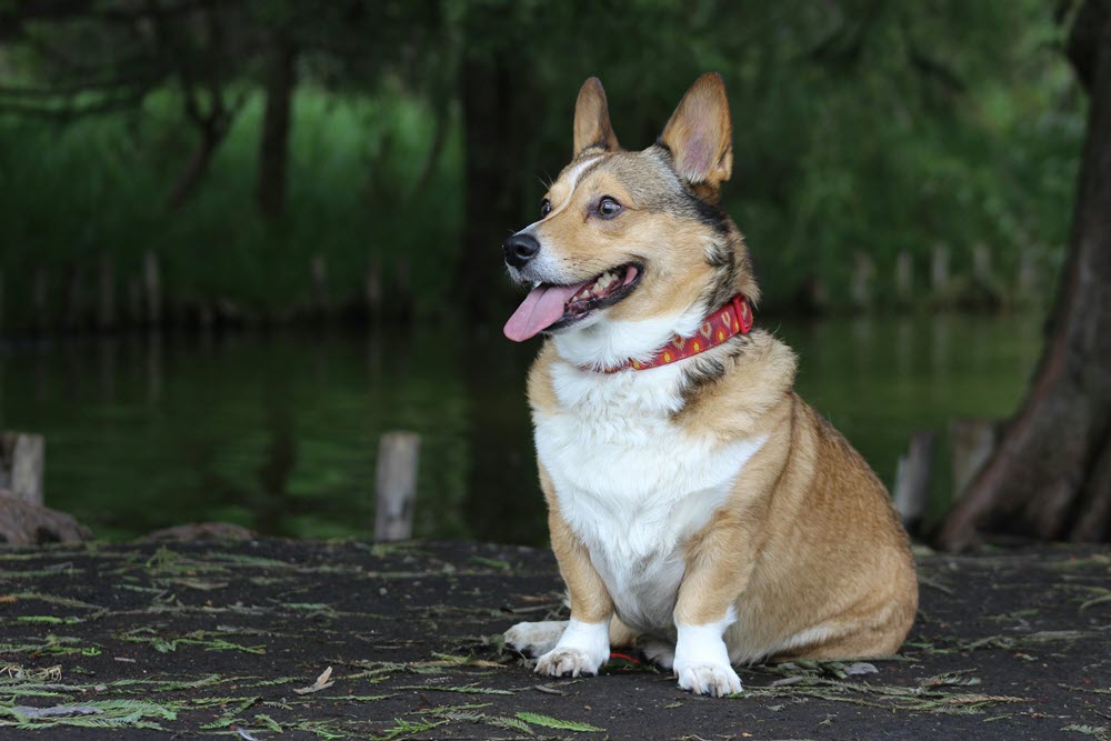 A happy dog.