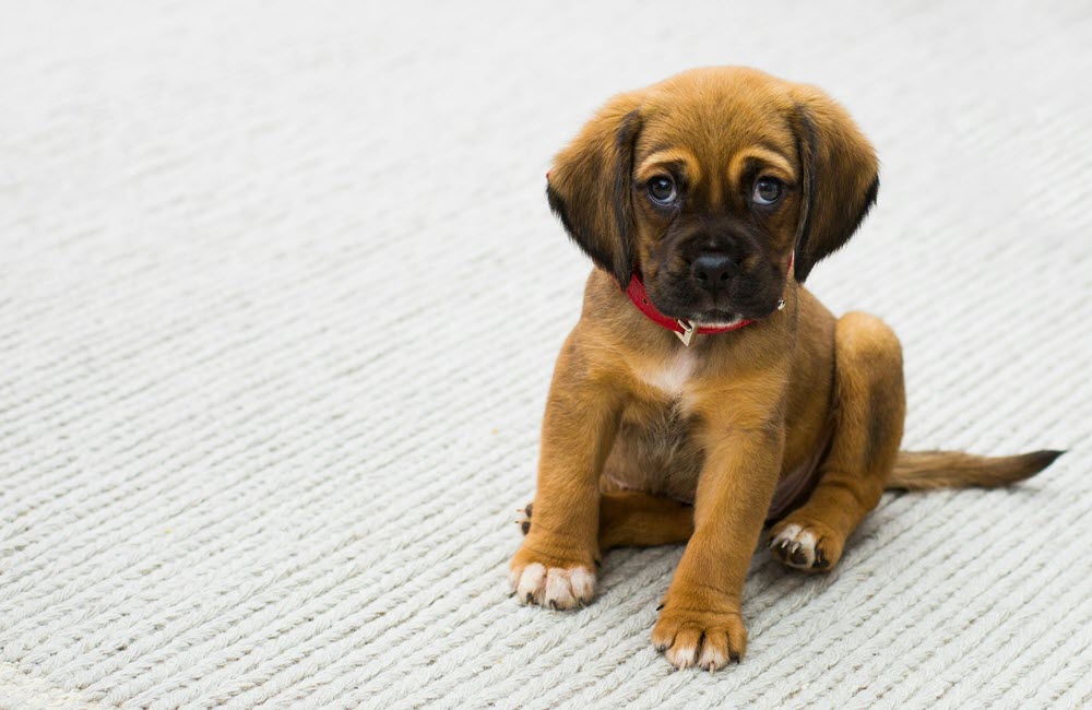 a puppy sitting on the carpet