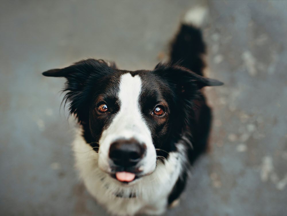 a close up of a black and white dog looking at the camera