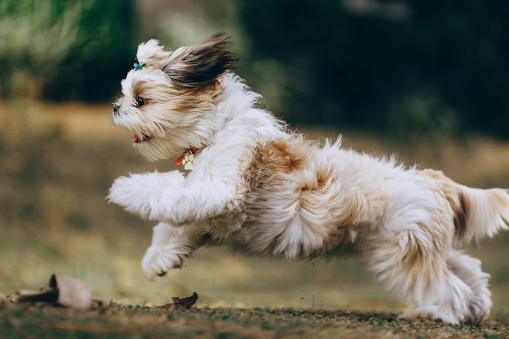 a fluffy dog running and jumping