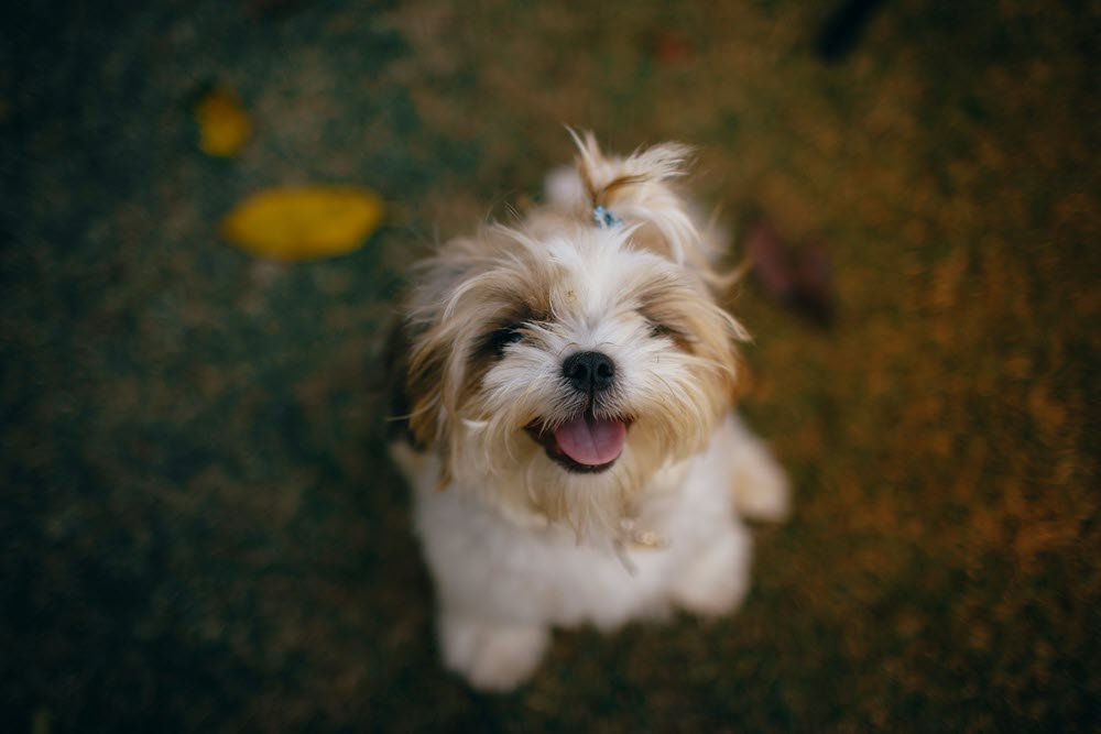 a happy dog looking at the camera