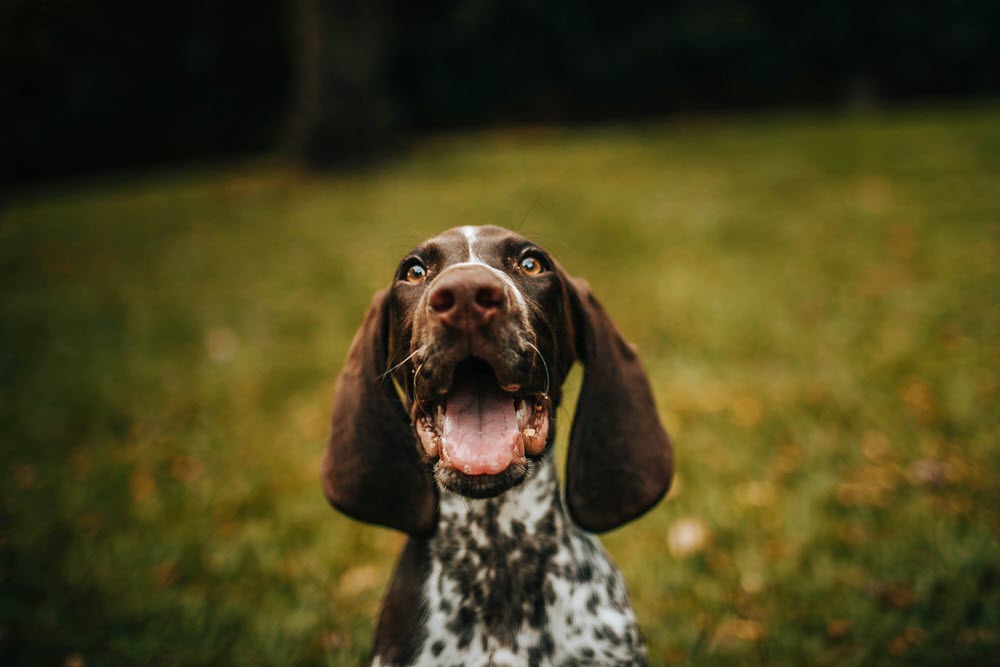 A close-up of a happy dog