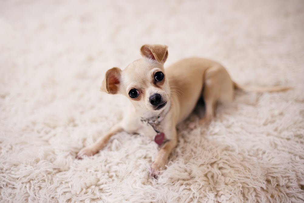  small white dog on the carpet