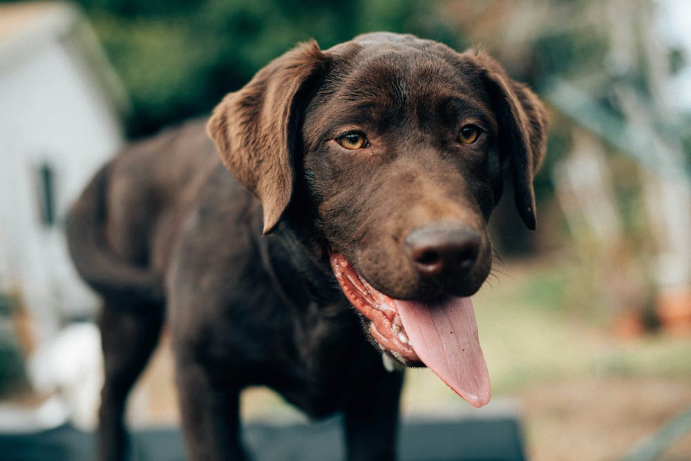 A picture of a happy dog