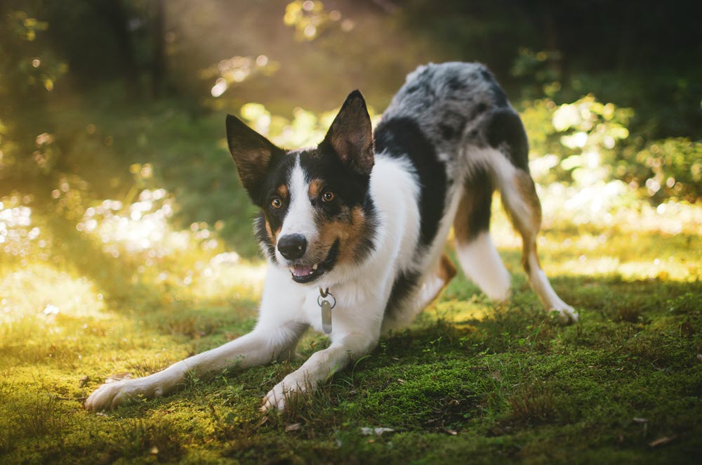 a dog playing in the grass