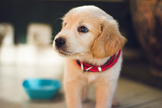 a puppy on the floor