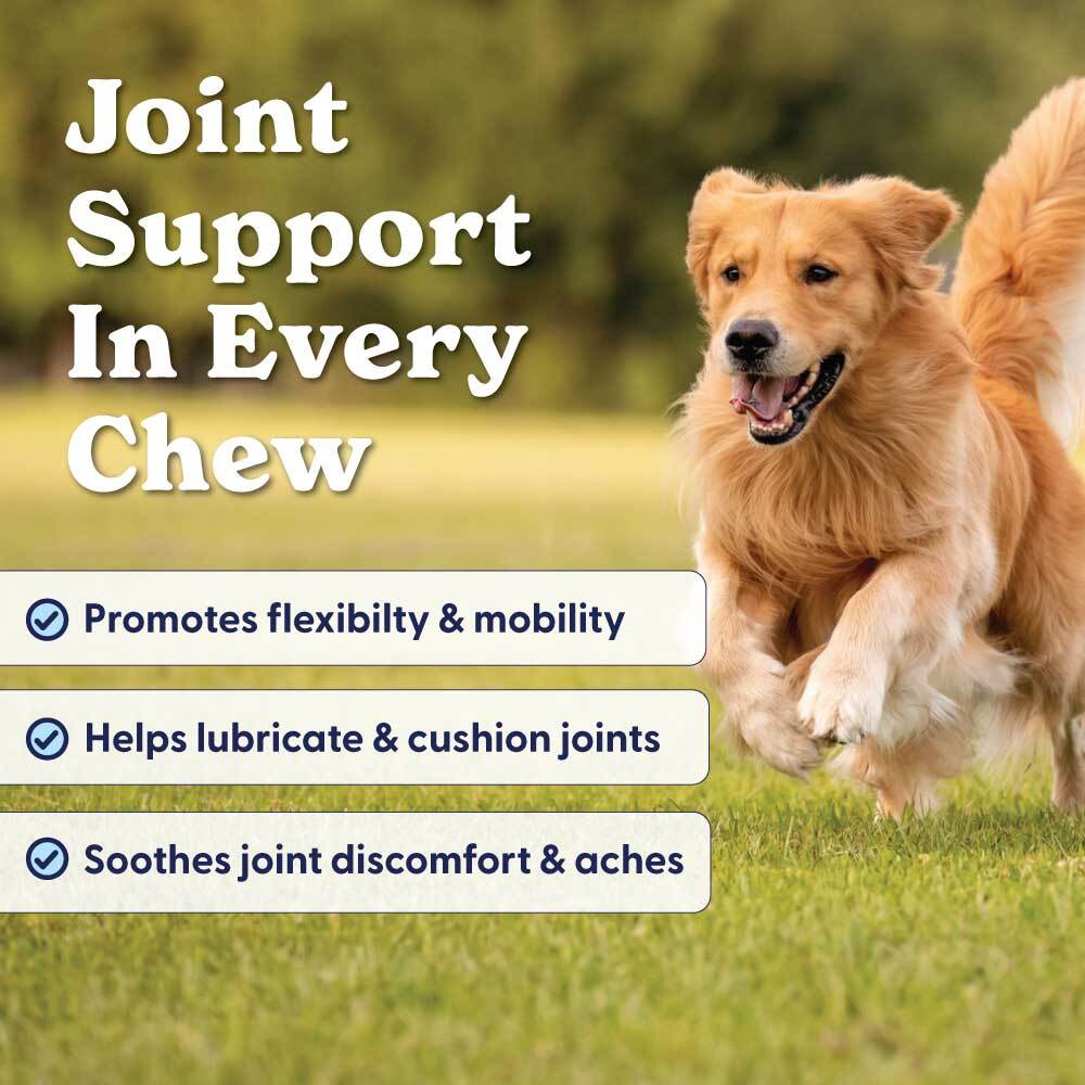 Revive Mobility for Dogs